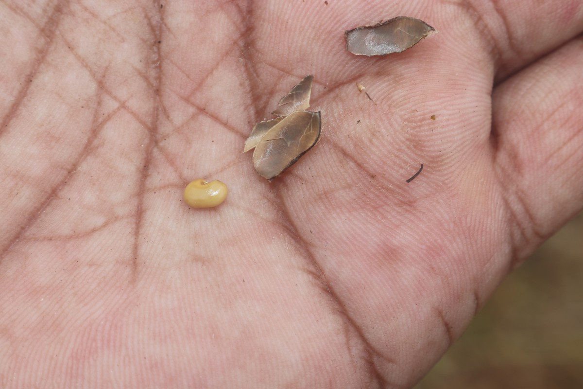 Crotalaria lunulata B.Heyne ex Wight & Arn.
